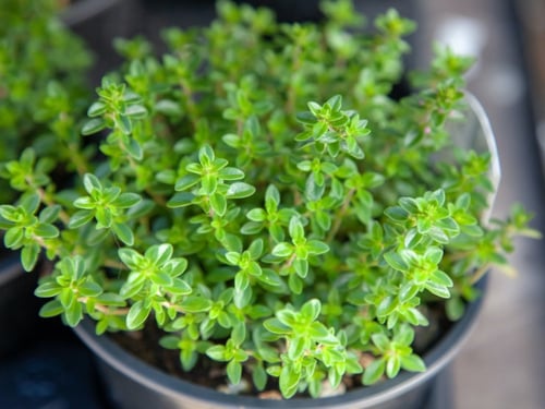 بذور زعتر ثايم عضوي - Thyme Organic Seeds
