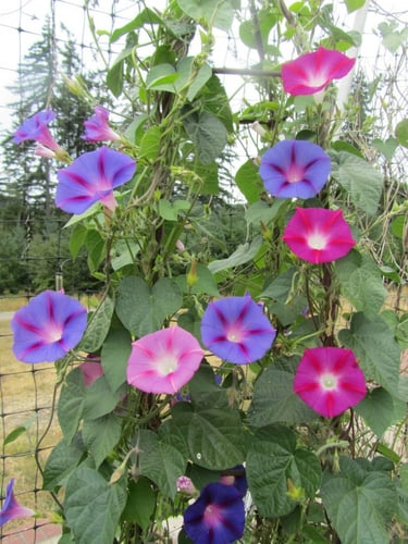 بذور مجد الصباح الملونة - MORNING GLORY MIXED COLO...