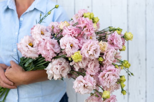 بذور ايستوما روز - Voyage 2 Pink Improved Pelleted...