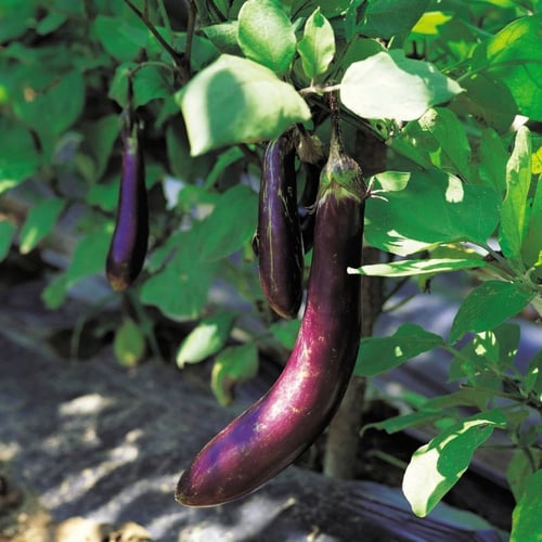 بذور باذنجان بنفسجي طويل - Long Purple Eggplant Se...