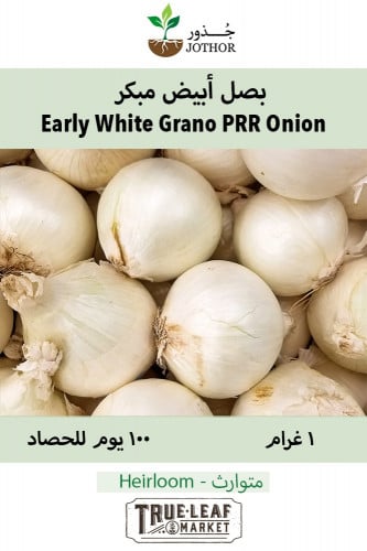 بذور بصل أبيض مبكر - Early White Grano PRR Onion S...