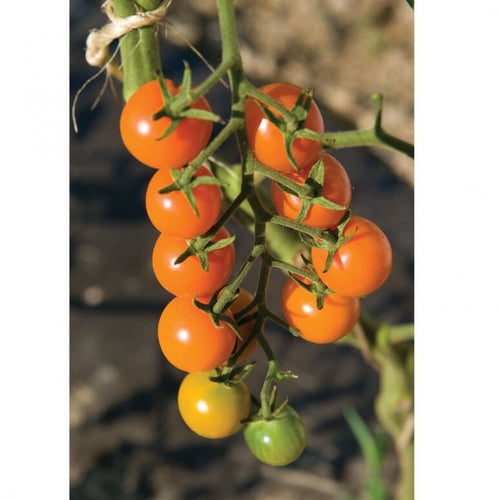 بذور طماطم سن قولد - Sun Gold Tomato Seeds