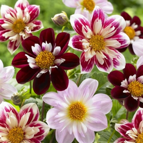 بذور داليا داندي الملونة - Dandy Mix Dahlia Seeds