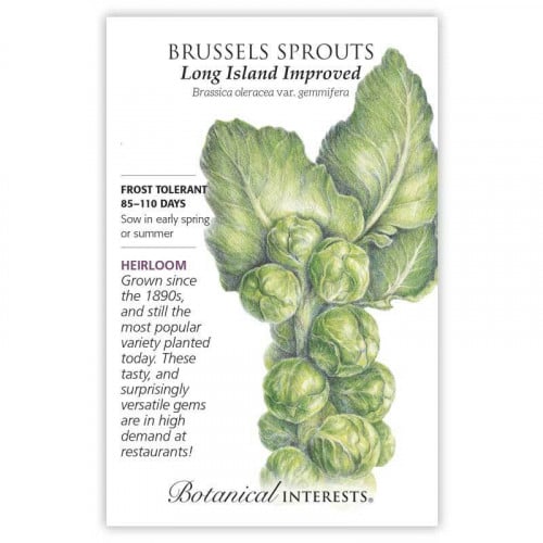 بذور براسيل سبراوت - Brussels Sprouts Long Island...