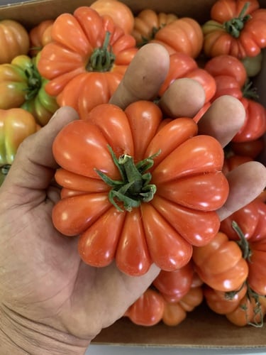 بذور طماطم روسو صقلية - Rosso Sicilian Tomato Seed...