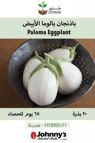 بذور باذنجان بالوما الأبيض - Paloma (F1) Eggplant...