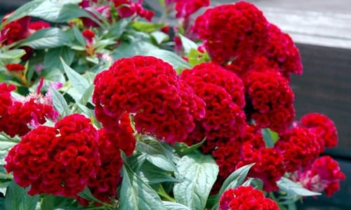 بذور سلوسيا حمراء - Celosia Chief Red Flame Seeds