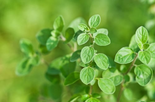 بذور اوريجانو ايطالي - Oregano Seeds Common Italia...