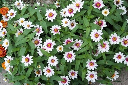 بذور زينيا ستار لايت - Zahara Series Starlight Ros...