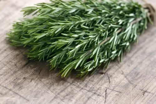 بذور اكليل الجبل - Primed Rosemary Seeds