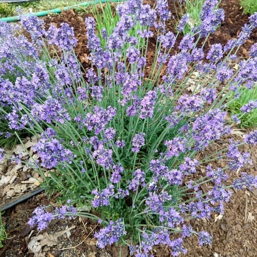 بذور لافندر إنجليزي - English Tall/Vera Lavender S...