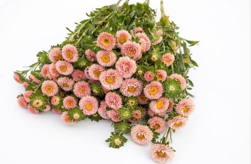 بذور استر صينية لون الخوخ - Matsumoto Apricot Film...