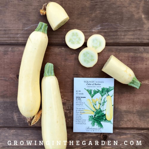 بذور كوسا كيوب اوف بتر - Cube of Butter Summer Squ...