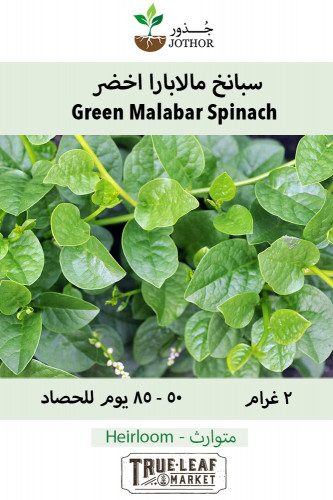 بذور سبانخ مالابارا أخضر - Green Malabar Spinach S...