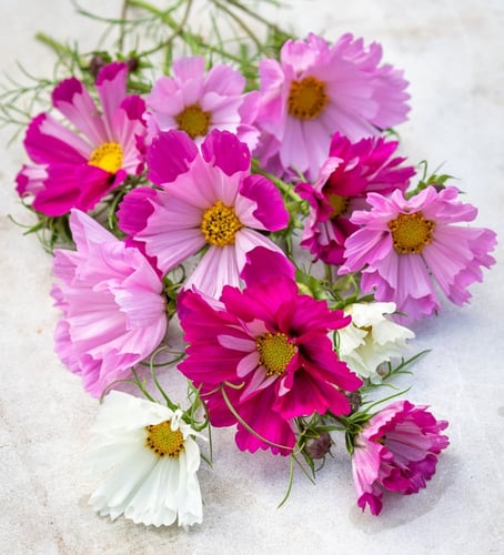 كوسموس الاصداف - Sea Shells Mix Cosmos Seeds