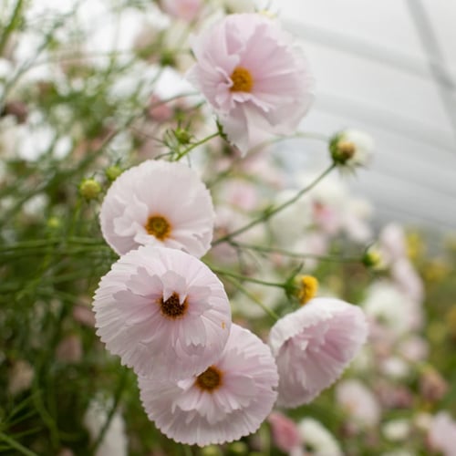 بذور كوسموس كب كيك - Cupcakes Blush Cosmos Seeds