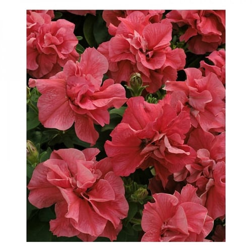 بذور بتونيا مزدوجة سالمون - Double Madness Series...