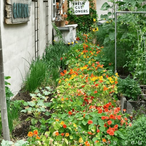 بذور ابو خنجر جواهر - Jewel Mix Nasturtium Seeds