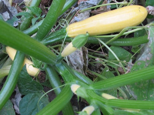 بذور كوسا كيوب اوف بتر - CUBE OF BUTTER SQUASH See...