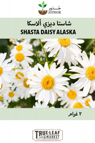 شاستا ديزي ألاسكا - Shasta Daisy Alaska