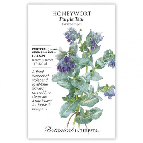 Honeywort Purple Tear Seeds