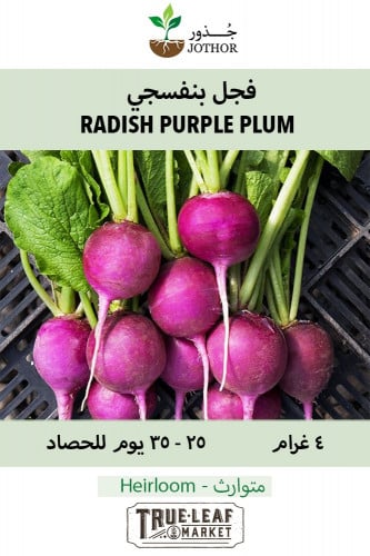 بذور فجل بنفسجي - RADISH PURPLE PLUM Seeds
