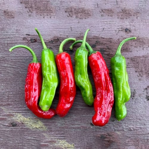 بذور فلفل شيشتو عضوي - Shishito pepper Seeds