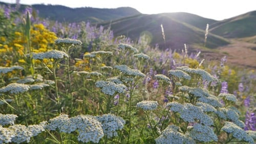 بذور يارو بيضاء "أخيليا" - Achillea White Yarrow S...