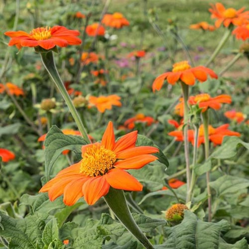 بذور دوار الشمس المكسيكية ثيتونيا - Mexican Sunflo...