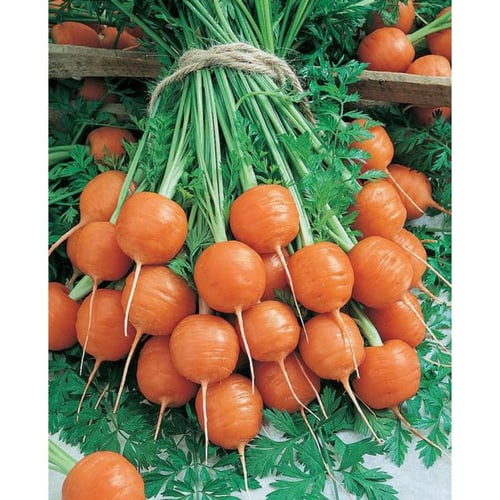 بذور جزر باريسي مدور - CARROT PARISIAN Seeds