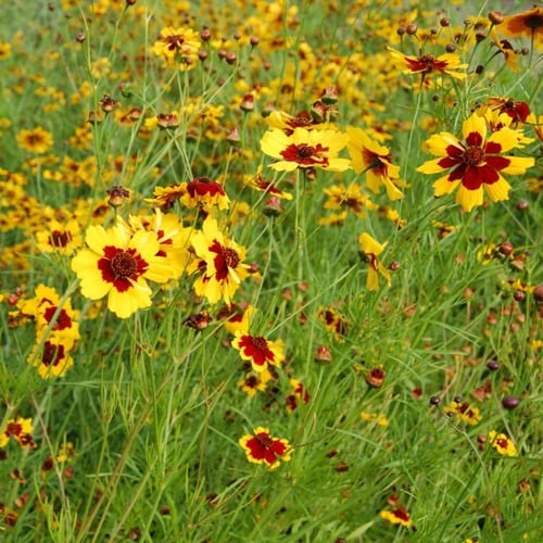 بذور كوريبسيس السهول - Plains Coreopsis Seeds