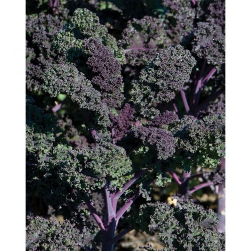 بذور كيل احمر مجعد - Frise Rouge Kale Seeds