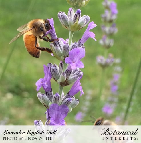 بذور لافندر إنجليزي - English Tall/Vera Lavender S...