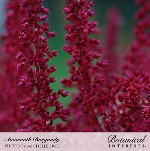 بذور امارانث برغندي - Amaranth Burgundy Seeds