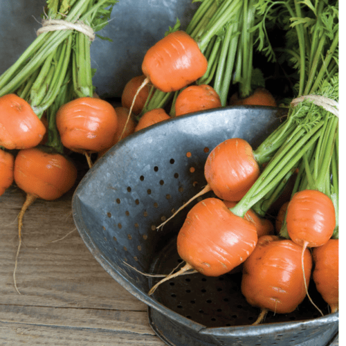 بذور جزر باريسي مدور - CARROT PARISIAN Seeds