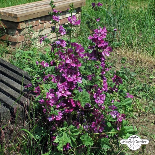 بذور خطمية فرنسية مورشيانا- Malva Hollyhock Maurit...