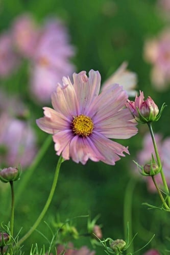 بذور كوسموس مشمشي - APRICOTTA Cosmos Seeds