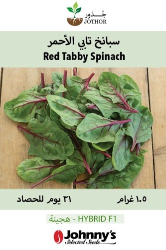 بذور سبانخ تابي الأحمر - Red Tabby (F1) Spinach Se...