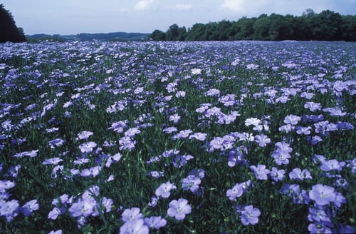Flax Blue and Breezy Seeds