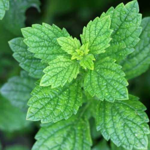 بذور المليسا ( نعناع متنوع )