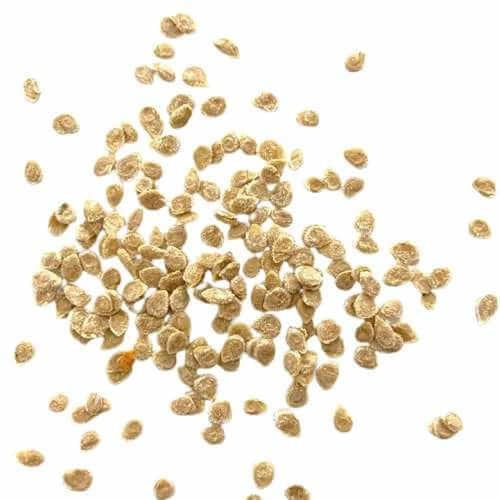 بذور الطماطم الكرزي شيري أحمر