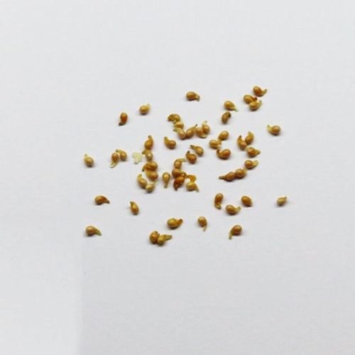 بذور البنفسج العطري (سويت فيوليت بنفسجي)