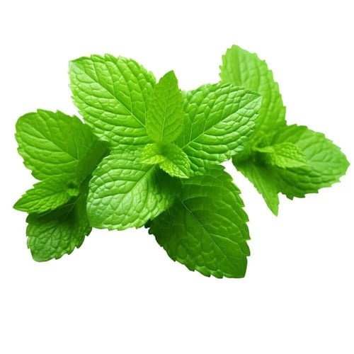 بذور المليسا ( نعناع متنوع )