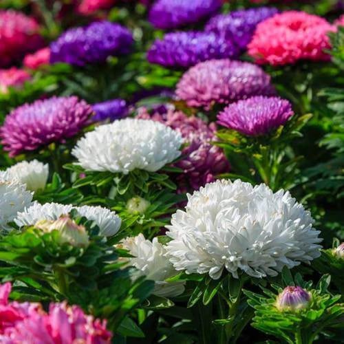 بذور الاستر النجمية (نانو)