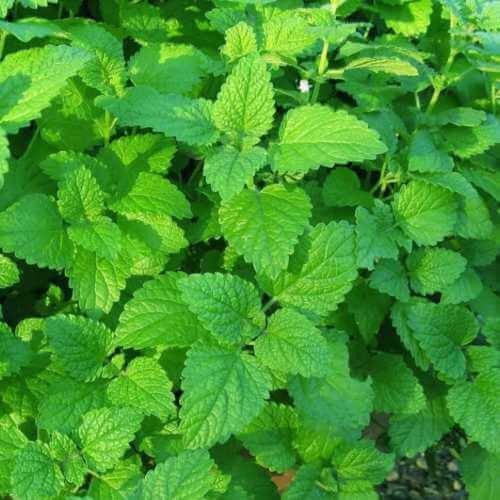 بذور المليسا ( نعناع متنوع )