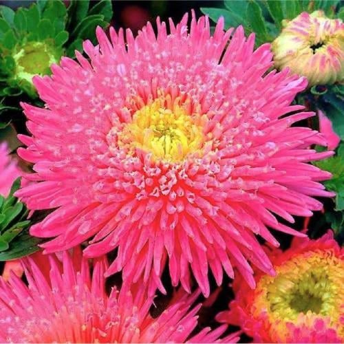 بذور أستر الأميرات مخلوط (كاليفورنيا جيانت)