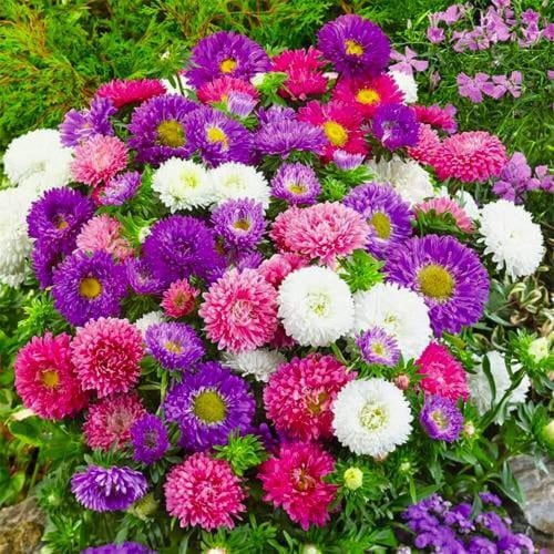 بذور الاستر النجمية (نانو)