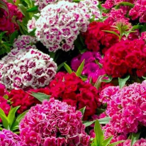 بذور قرنفل الشاعر مخلوط (سويت ويليام)