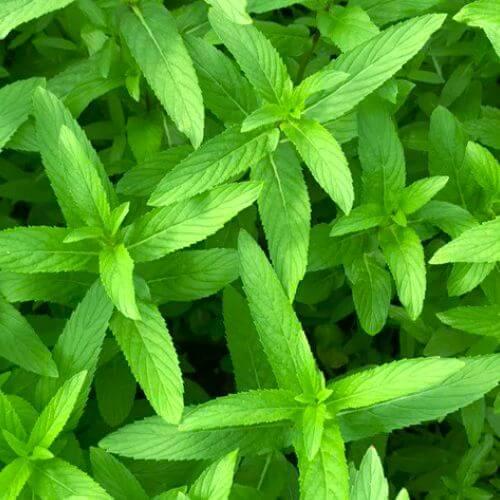 بذور الحبق البلدي