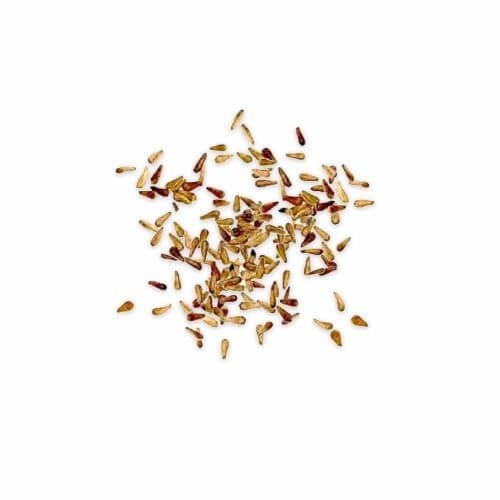 بذور الاستر النجمية (نانو)